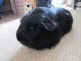 Amelia Piggle
