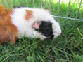 Martha Piggle