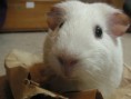 Rose Piggle (RIP)