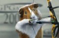 /album/olympics/archerpig1-jpg/