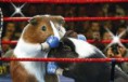 /album/olympics/boxingpigs1-jpg/