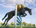 /album/olympics/horseridingpig1-jpg/