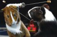 /album/olympics/fencingpigs1-jpg/