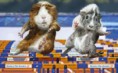 /album/olympics/hurdlepigs1-jpg/