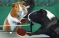 /album/olympics/pingpongpigs1-jpg/
