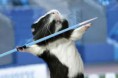 /album/olympics/javelinpigs1-jpg/
