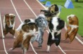 /album/olympics/runningpigs1-jpg/