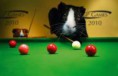 /album/olympics/snookerpigs1-jpg/